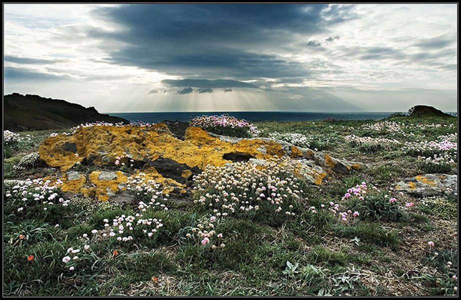 Armeria pubigera 3 (Photo Web)